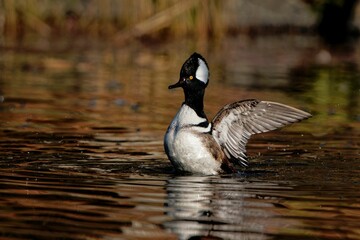 Sticker - Closeup of a hooded merganser duck waving its wings while swimming in a lake