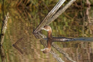 Poster - Closeup of an adorable grebe swimming in a reflective lake