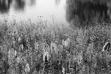 Wild Grasses And Reeds Growing In The Shallow Lake Waters In A Black And White Monochrome.
