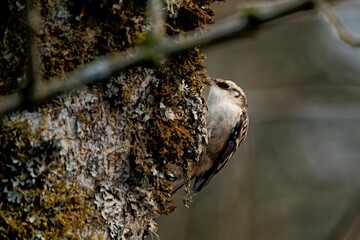 Sticker - Closeup of a common treecreeper perching on the mossy tree trunk