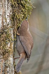 Canvas Print - Vertical closeup of a wren bird perching on the mossy tree trunk