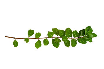 Wall Mural - leaf vine Isolate on transparent background PNG file