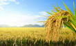 © Paitoon - Bunch of paddy rice with rice  field before harvest background.