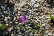 FU 2022-03-03 BonnBoGa 93 Im groben Sand blüht ein lila Krokus