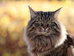 Wall Mural - A portrait of norwegian forest cat male in autumnal environment