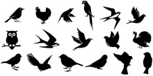 Set Of Black Bird Silhouettes. Vector Elements For Design.
