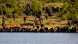 huge herd of African buffalo arriving at a waterhole