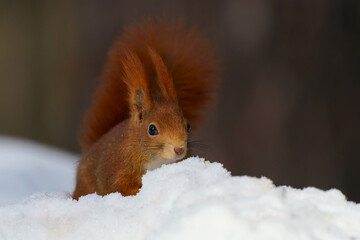 Wall Mural - eurasian red squirrel, sciurus vulgaris.
