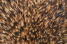 Close-up Macro Shot Of Needles Of Common European Hedgehog