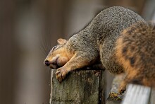 Fox Squirrel (Sciurus Niger) Resting Its Head On A Tree Log On Blurred Background