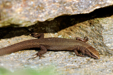 Poster - Fitzinger's algyroides, Pygmy keeled lizard // Tyrrhenische Kieleidechse, Zwerg-Kieleidechse (Algyroides fitzingeri) - Sardinia, Italy