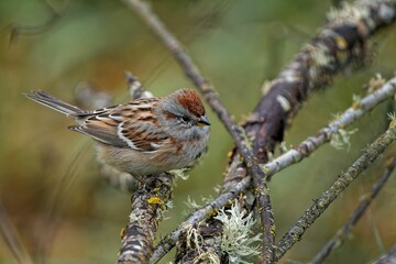 Canvas Print - Beautiful American tree sparrow (Spizelloides arborea) sitting on a branch on blurred background