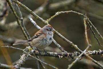 Canvas Print - Beautiful American tree sparrow (Spizelloides arborea) on a branch on blurred background