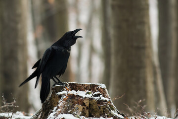 Wall Mural - Common raven, corvus corax, croaking onstump in wintertime nature. Dark large bird sitting on cut tree in woodland. Black feathered animal calling on wood.