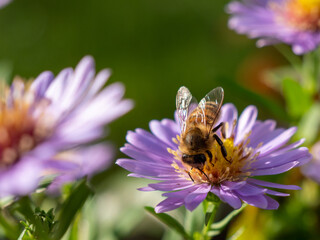 Wall Mural - Bee on purple chamomile. Bee on chamomile.