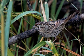 Wall Mural - Beautiful Lincoln's sparrow (Melospiza lincolnii) sitting in grass