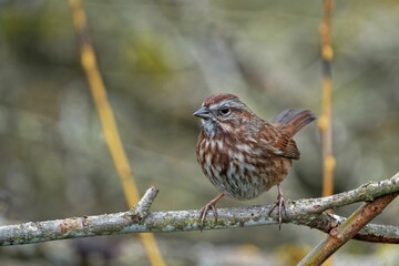 Wall Mural - Beautiful Song sparrow (Melospiza melodia) sitting on  a branch on blurred background