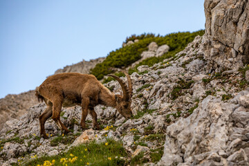 Alpine ibex picture taken in Julian alps, Slovenia	