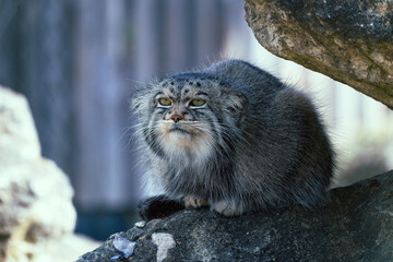 Close-up of a Pallas cat observing surroundings	
