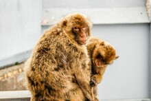 Close-up View Of The Barbary Macaque Monkey With Her Baby