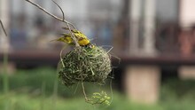 A Southern Masked Weaver Is Weaving Grasses In And Out Of A Nest That Is Hanging From A Thin Branch. The Background Is A Blurred Building.