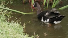 A Large Spur-winged Goose Climbs Out Of A Pond Onto A Grassy Bank, Scratches Its Head, And Then Cleans Its Webbed Foot With Its Beak.