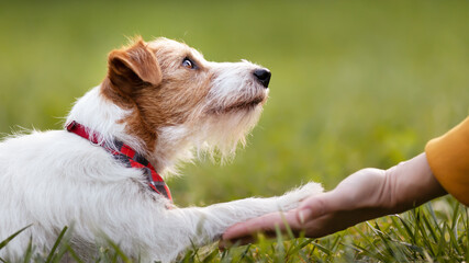 cute pet dog looking to her owner trainer and giving paw, shaking hand. friendship and love of human