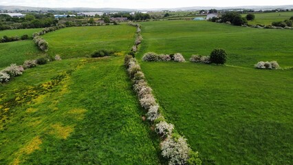 Wall Mural - Aerial view of green fields and open countryside. Taken in Lancashire England. 