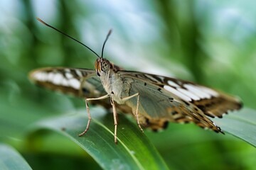 Macro shot of a butterfly standing on the green grass