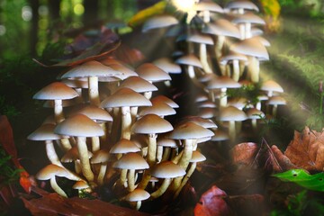 Sticker - Bunch of small mushrooms in the forest