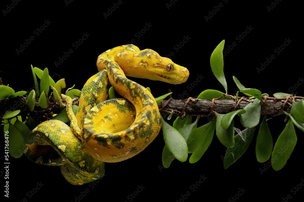 Green Tree Python (Morelia viridis) on tree branch. This Green Tree ...