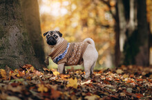 Funny Pug Dog In A Warm Sweater Standing In The Autumn Park.