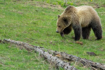 Sticker - Closeup shot of a grizzly bear walking in a field