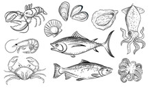 Set Of Seafood Delicacy Vector Illustration On White Background