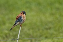 American Kestrel (Falco Sparverius) On A White Stick And Blurred Green Background