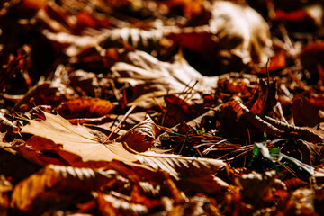 Poster - Beautiful autumn park. Forest in Autumn.