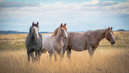 horses in the field