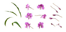 Set Of Pink Epilobium Flowers, Buds And Green Leaves Isolated