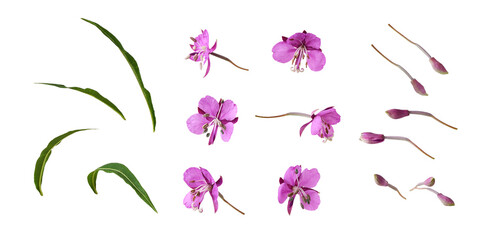 Wall Mural - Set of pink epilobium flowers, buds and green leaves isolated