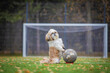 shih tzu dog plays football on the field with a ball