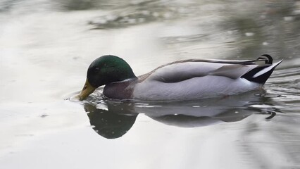 Canvas Print - Closeup of a mallard duck swimming in a reflective calm pond