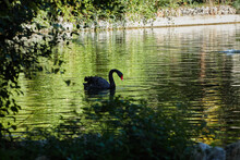 Black Swan Swimming In A Green Water Lagoon.
