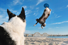 Border Collie Jumping For A Flying Plate At The Beach