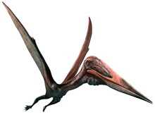 Zhejiangopterus From The Cretaceous Era 3D Illustration	