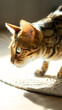 Bengalkatze ganz fokussiert beim Spielen im Sonnenschein
