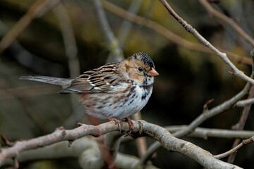 Canvas Print - Closeup shot of a tiny passerine bird on a small branch of a tree