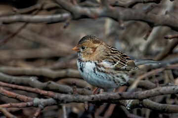 Canvas Print - Closeup shot of a tiny passerine bird on a small branch of a tree