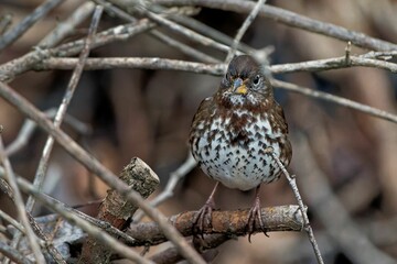 Canvas Print - Closeup shot of a tiny passerine bird on a small branch of a tree