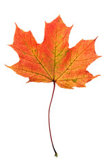 Canvas Print - png autumn maple red leaf isolated transparent background