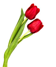 PNG Red Tulip Flowers Isolated Transparent Background